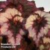 Begonia 'Blackberry Swirl' -Eden Yard Zone 249395