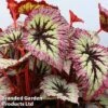 Begonia 'Fireworks' -Eden Yard Zone 249420