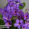 Streptocarpus 'Tanya' -Eden Yard Zone 250115