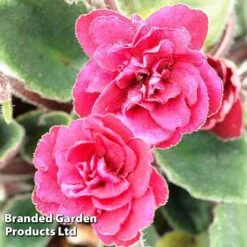 Saintpaulia 'Jolly Texan' 5 Saintpaulia 'Jolly Texan' -Eden Yard Zone 254985