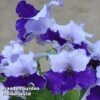 Streptocarpus 'Manon' -Eden Yard Zone 262736