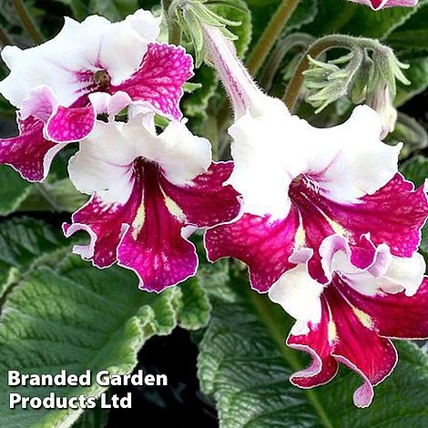 Streptocarpus 'Titania' 3 Streptocarpus 'Titania'