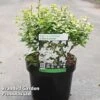 Abelia Zanderi 'Little Richard' -Eden Yard Zone ABEL LITTLERIC S45156