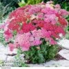 Achillea Millefolium 'Summer Pastels' 2 Achillea Millefolium 'Summer Pastels' -Eden Yard Zone ACHI T63820 A