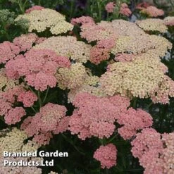 Achillea Millefolium 'Salmon Beauty'