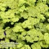 Achillea 'Summer Fruits Lemon' -Eden Yard Zone ACHI SUMFRUITL S07891