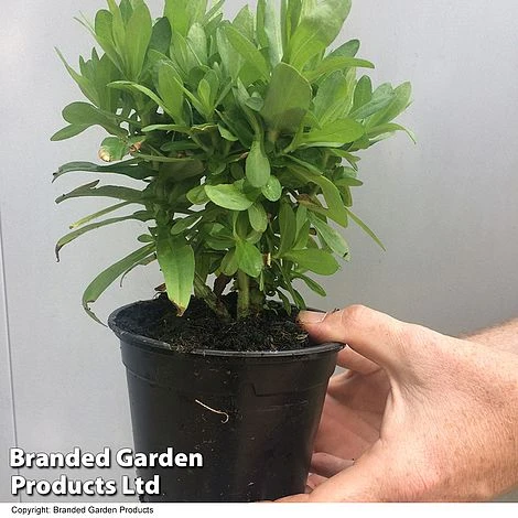 Achillea 'Summer Fruits Lemon' 4 Achillea 'Summer Fruits Lemon' - Image 2