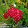 Achillea 'Fanal' ('The Beacon') -Eden Yard Zone ACHI THEBEACON L44914