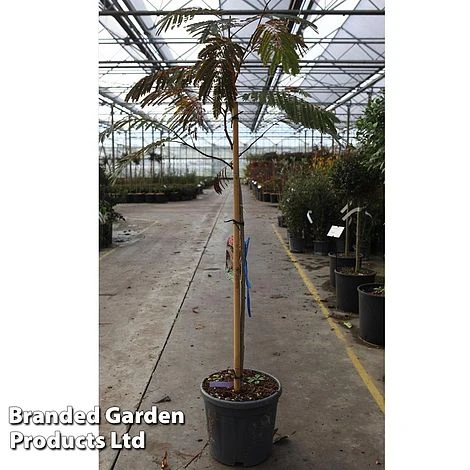 Albizia Julibrissin 'Evy's Pride' 3 Albizia Julibrissin 'Evy's Pride'