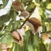 Almond 'Robijn' -Eden Yard Zone ALMO DWW3661 B1