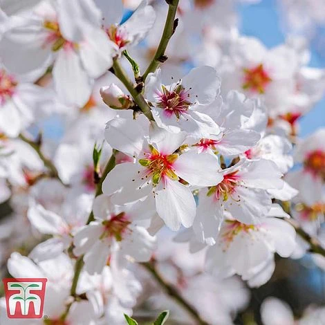 Almond 'Robijn' 4 Almond 'Robijn' - Image 2