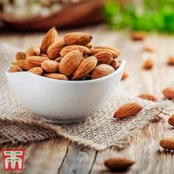 Almond 'Robijn' 11 Almond 'Robijn' -Eden Yard Zone ALMO DWW3661 D