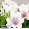 Alstroemeria 'Inticancha Moon' -Eden Yard Zone ALST MOON T41009