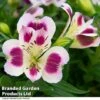 Alstroemeria 'Inticancha Passion' -Eden Yard Zone ALST PASSION T41010