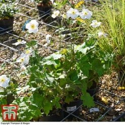 Anemone X Hybrida 'Honorine Jobert' -Eden Yard Zone ANEM 58296 A1