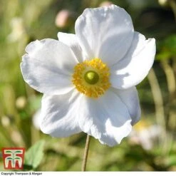 Anemone X Hybrida 'Honorine Jobert' -Eden Yard Zone ANEM 58296 A4