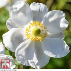 Anemone X Hybrida 'Honorine Jobert' -Eden Yard Zone ANEM 58296 A5