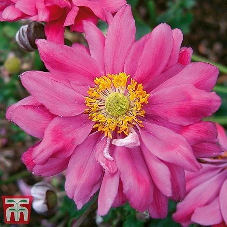 Anemone Hupehensis Var. Japonica 'Prinz Heinrich' 3 Anemone Hupehensis Var. Japonica 'Prinz Heinrich'