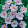 Anemone Hybrida 'Queen Charlotte' -Eden Yard Zone ANEM T65119 A h