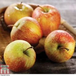 Apple & Plum Duo -Eden Yard Zone APPL CWW3228 A1