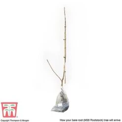 Apple 'Bramley's Seedling' -Eden Yard Zone APPL CWW3229 C