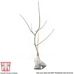 Apple 'Bramley's Seedling' -Eden Yard Zone APPL CWW3229 D