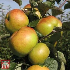 Apple 'Bramley's Seedling' -Eden Yard Zone APPL CWW3229 E