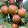 Apple 'Cox's Orange Pippin' -Eden Yard Zone APPL CWW3231 A h