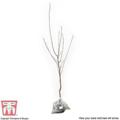 Apple 'Cox's Orange Pippin' -Eden Yard Zone APPL CWW3231 C