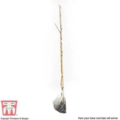 Crab Apple 'Red Sentinel' -Eden Yard Zone APPL CWW3254 C