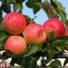 Apple 'Red Falstaff' 1 Apple 'Red Falstaff' -Eden Yard Zone APPL DWW3657 A
