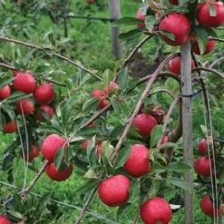 Apple 'Red Falstaff' 7 Apple 'Red Falstaff' -Eden Yard Zone APPL DWW3657 A h