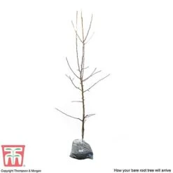 Apple 'Red Falstaff' 9 Apple 'Red Falstaff' -Eden Yard Zone APPL DWW3657 D