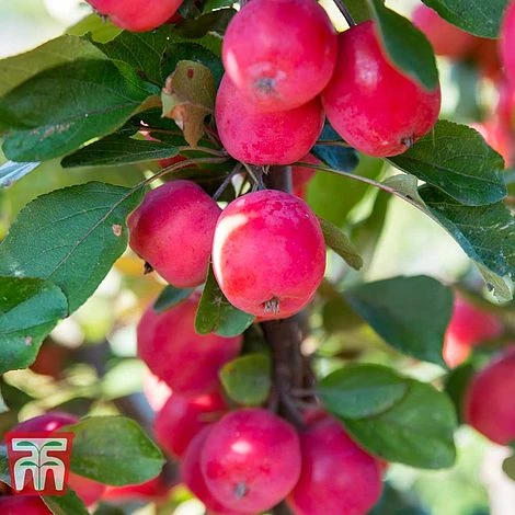 Apple 'Appletini' 3 Apple 'Appletini'