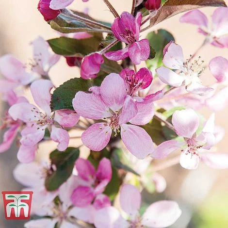 Apple 'Appletini' 4 Apple 'Appletini' - Image 2