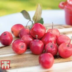 Apple 'Appletini' 9 Apple 'Appletini' -Eden Yard Zone APPL KA9401 C