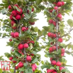 Apple 'Appletini' 11 Apple 'Appletini' -Eden Yard Zone APPL KA9401 E