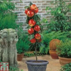 Apple 'Gala' (Mini Fruit Tree) -Eden Yard Zone APPL T10394 A h
