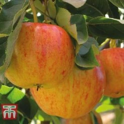 Fruit Tree Collection (Mini Fruit Tree) -Eden Yard Zone APPL T10394 A h1