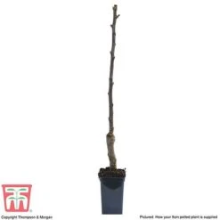 Apple 'Gala' (Mini Fruit Tree) -Eden Yard Zone APPL T10394 C