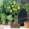 Apple 'Golden Delicious' (Mini Fruit Tree) -Eden Yard Zone APPL T10395 A