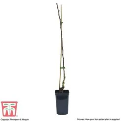 Apple 'Golden Delicious' (Mini Fruit Tree) -Eden Yard Zone APPL T10395 B