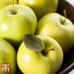 Apple 'Golden Delicious' (Mini Fruit Tree) -Eden Yard Zone APPL T10395 B1