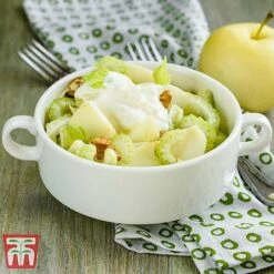 Apple 'Golden Delicious' (Mini Fruit Tree) -Eden Yard Zone APPL T10395 C