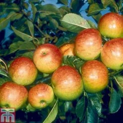 Apple 'James Grieve' 7 Apple 'James Grieve' -Eden Yard Zone APPL T14131 A