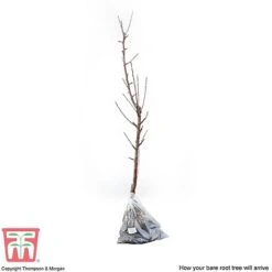 Apple 'James Grieve' 9 Apple 'James Grieve' -Eden Yard Zone APPL T14131 D