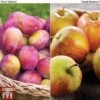 Apple & Plum Duo 2 Apple & Plum Duo -Eden Yard Zone APPL T58945P A