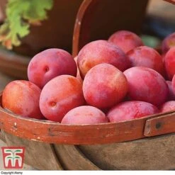 Apple & Plum Duo -Eden Yard Zone APPL T58945P B