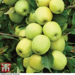 Apple 'Golden Delicious' 10 Apple 'Golden Delicious' -Eden Yard Zone APPL TKA0855 A1