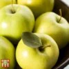 Apple 'Golden Delicious' -Eden Yard Zone APPL TKA0855 B1